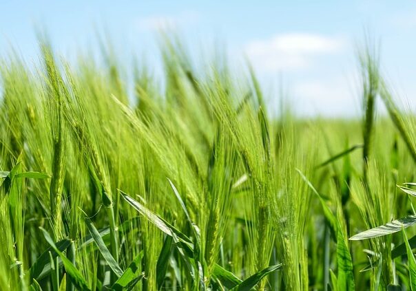 barley-872000_640
